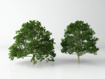 现代景观树